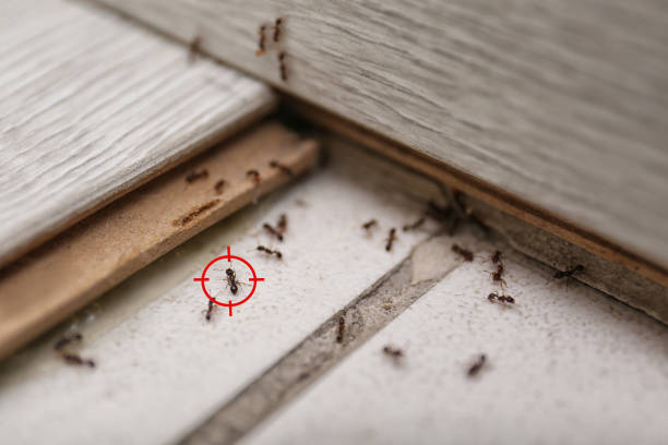 Best Pest Removal Services  in Old Stine, CA