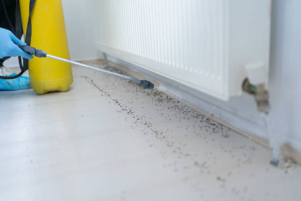 Best Mosquito Control Services  in Old Stine, CA